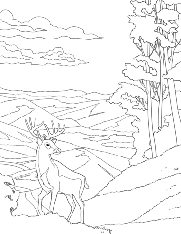 White Tailed Deer In Shenandoah Coloring Page